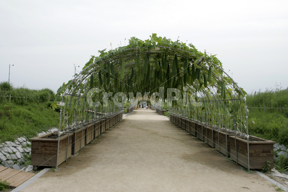 식물,plants,nature,호박,길,넝쿨,하늘공원,공원,식물,자연,plants,nature