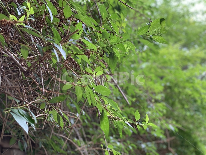 leaf,잎,plant,식물,자연,nature,tree,나무,봄,새싹