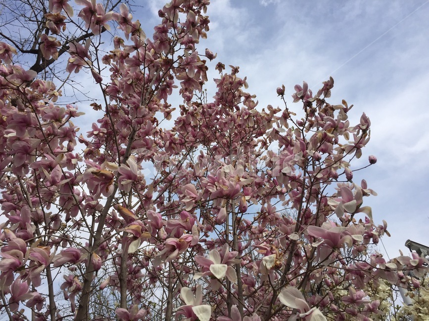 꽃,봄,나무,자연,핑크,봄,계절,spring,season,식물,자연,plants,nature,꽃,flower,plant,blossom