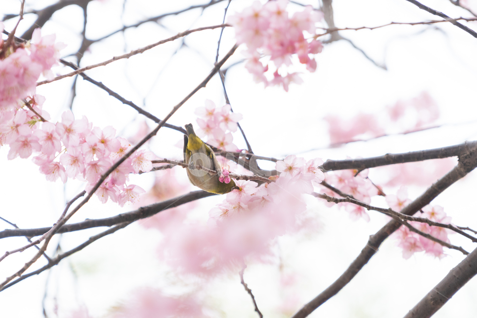 봄,벚꽃,새,조류,자연,봄꽃,핑크,봄,계절,spring,season,식물,자연,plants,nature,꽃,flower,동물,animal,조류,새,birds,plant,cherry blossom,blossom