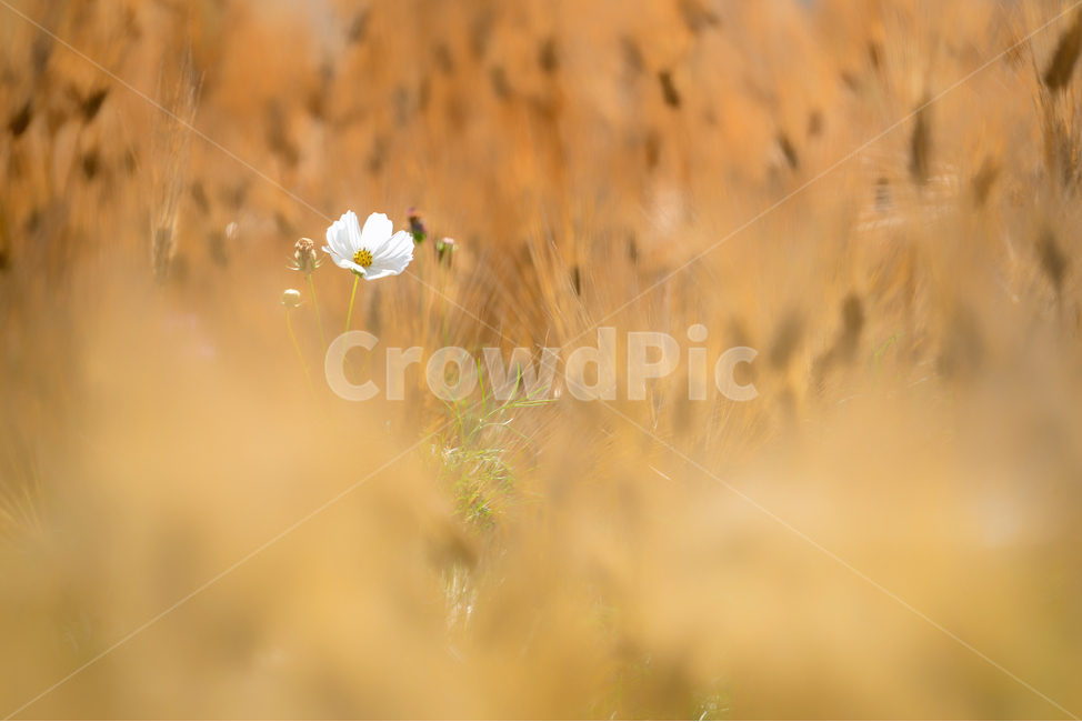 자연,풍경,꽃,감성,코스모스,보리,식물,자연,plants,nature,꽃,flower