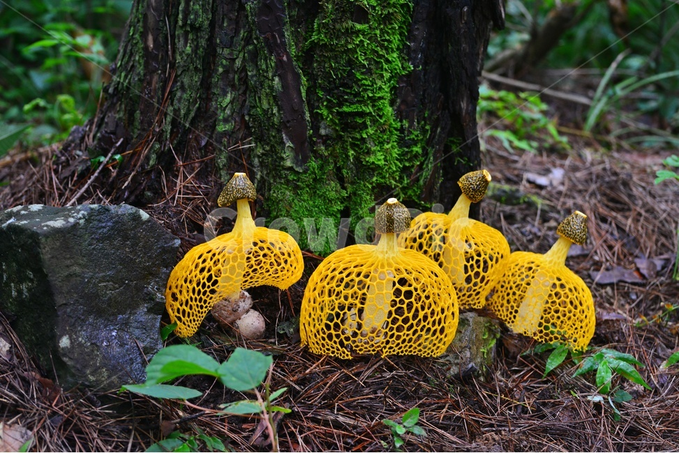 만연사버섯,만연사망태버섯,버섯,망태버섯,노랑망태버섯,버섯,mushroom