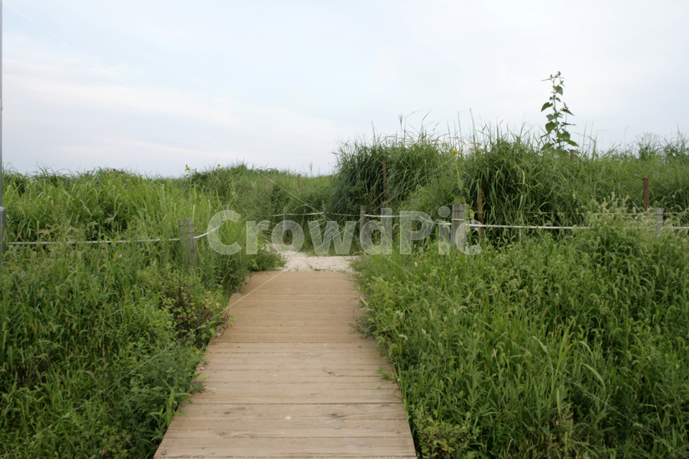 식물,plants,nature,길,풀,여름,초록,컬러,자연,풍경,nature,landscape,boardwalk,산책로,bridge,다리,building,건물