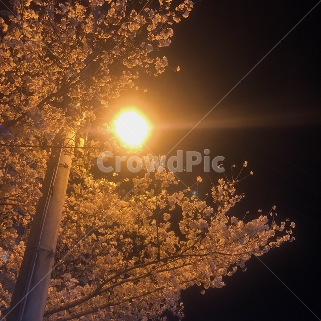 벚꽃,집앞,빛,light,감성