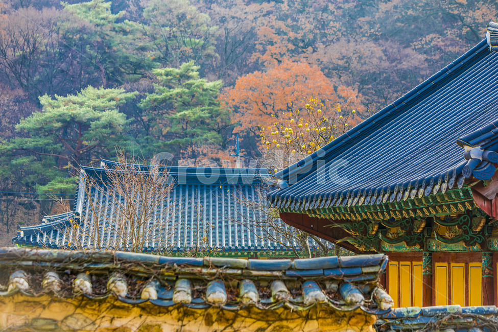 사찰,법주사,기와,담벼락,전통담,관광지,문화유산,한국의미,가을,계절,fall,autumn,season,한국전통,한국문화,korean traditional,korean culture,건축물,건물외관,exterior,building,structure,architecture,construction,건물