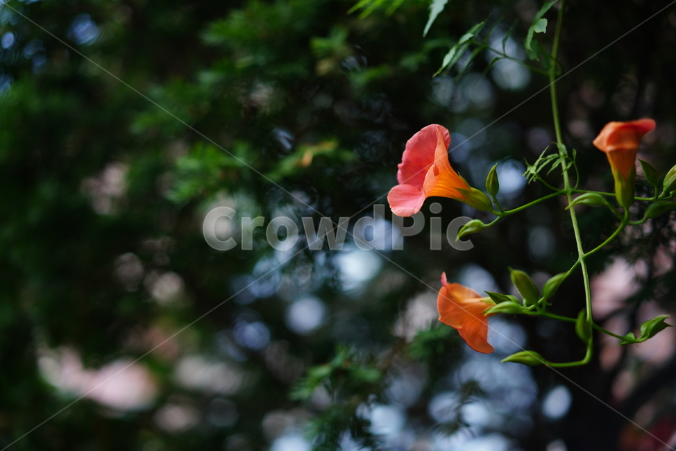 능소화,꽃,플라워,색감,주황,식물,생물,생명,flower,컬러