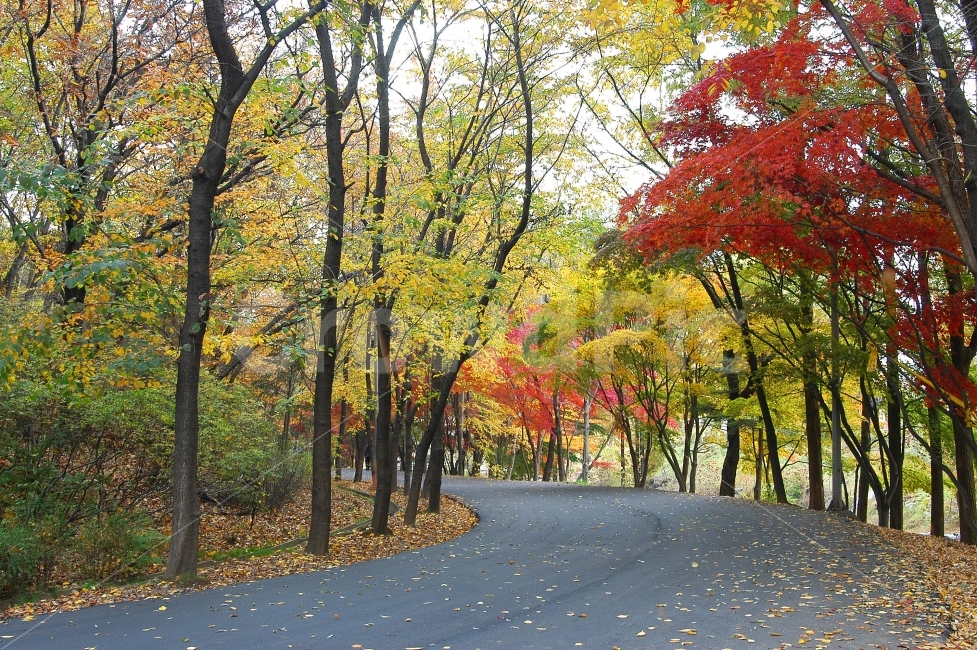 가을,단풍,길,도로,단풍길,자연,풍경,가을풍경,나무,숲,아스팔트,낙엽,산책,산책로,자연,풍경,nature,landscape,가을,계절,fall,autumn,season,tree,plant,식물,maple