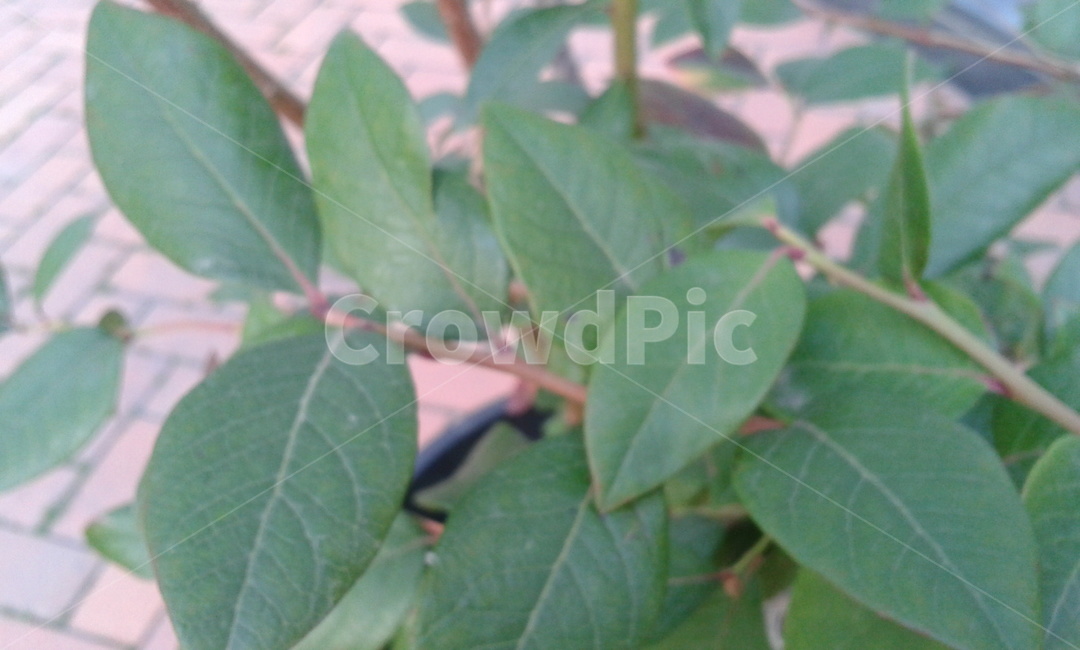 leaf,잎,plant,식물,블루베리잎,식물,자연,plants,nature