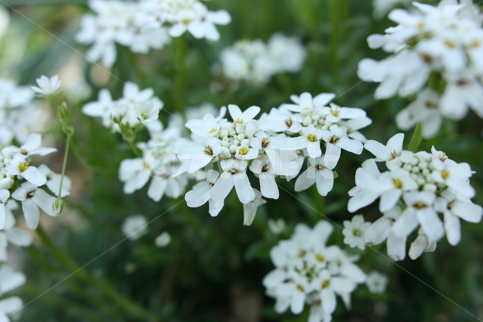 꽃,접사,아름다움,이쁨,봄,확대,봄,계절,spring,season,식물,자연,plants,nature,꽃,flower,plant