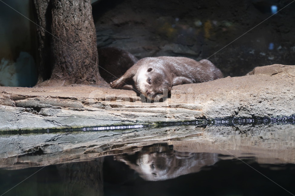아쿠아리움,수족관,동물,수달,해파리,자연,aquarium,animal,otter,jellyfish,nature,물