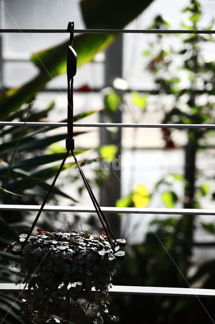 화분,식물,덩굴,plant,flowerpot