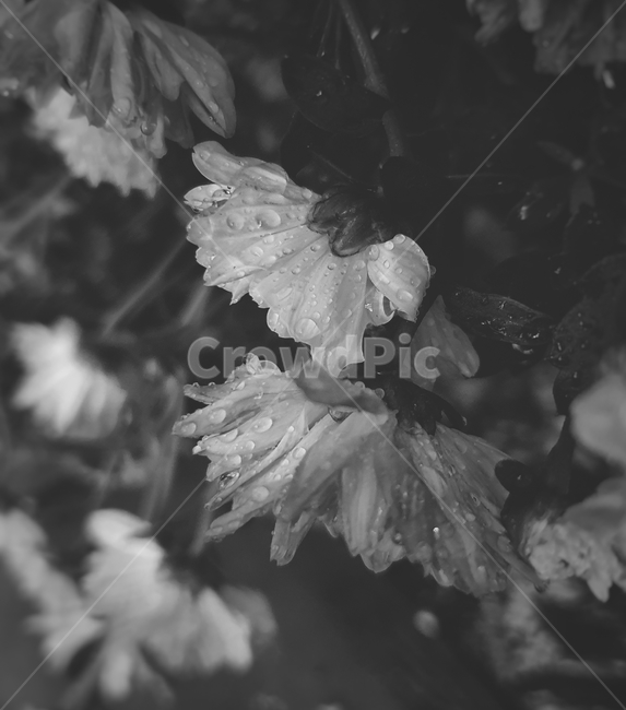 식물,꽃,흑백,감성,비,젖은꽃,비오는날,plant,flower,rain,물,식물,자연,plants,nature
