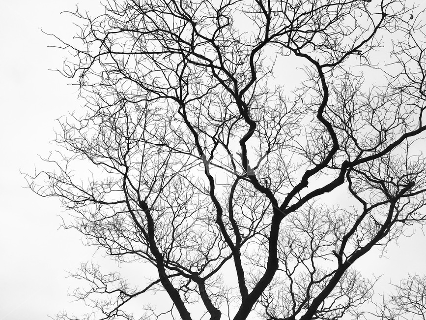 tree,나무,혈관,시간,세월,하늘,식물,자연,plants,nature,나무,trees,wood,흑백,모노톤,monochrome,black and white