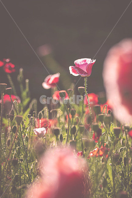 식물,자연,봄,꽃,양귀비,plants,nature,spring,flower,poppy