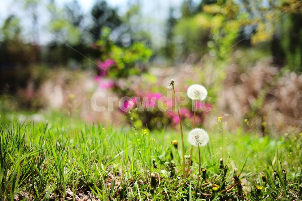 plant,식물,blossom,꽃,flower,식물,자연,plants,nature