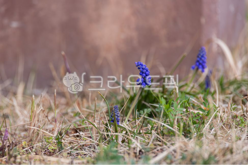 무스카리, 청보라색, 청색, 자색, 꽃, 사진,이미지,일러스트,캘리그라피 - two K작가 크라우드픽 - 저작권 걱정 없는 상업용 이미지