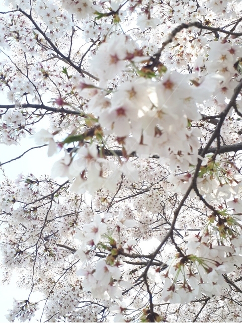 벚꽃,봄,배경화면,꽃,화사