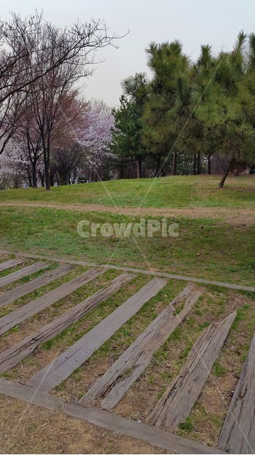 나무,산책,동산,길,자연,산책로,식물,plants,nature,꽃,flower,자연,풍경,nature,landscape,plant,grass,잔디