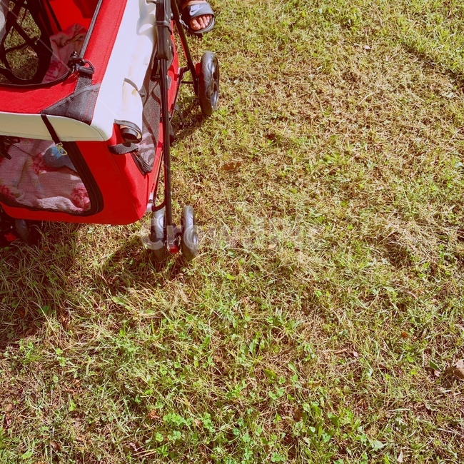 유모차,plant,식물,grass,잔디,machine,살,spoke,기계