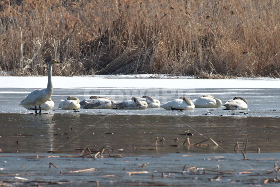 고니,tundraswan,겨울철새,보호새,야생조류,백조,swan,대형물새,오리과,천아,큰고니,동물,animal,조류,새,birds
