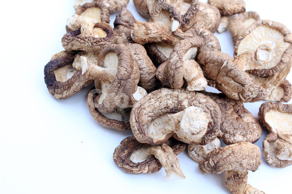 표고,표고버섯,건표고,버섯건조,임산물,버섯,mushroom