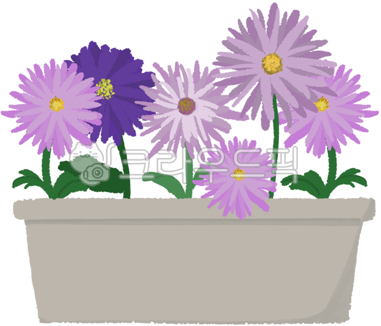 Chrysanthemum pot,fall,chrysanthemum,chrysanthemum flower,pot,plant,flower,chrysanthemum festival