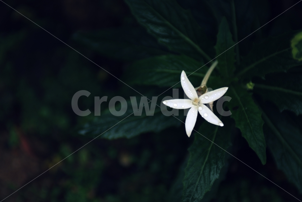꽃,공원,흰색꽃,물방울,화초,식물,자연,plants,nature,꽃,flower