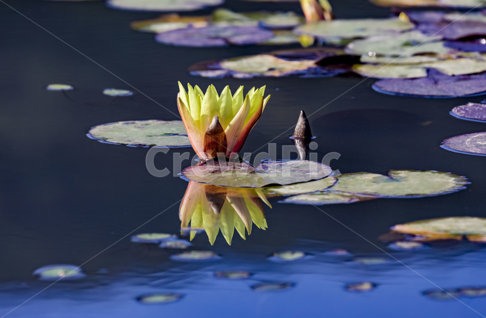 수련,연꽃,연잎,부엽식물,수상식물,연못,습지,청순,반영,식물,꽃,flower,감성,식물,자연,plants,nature