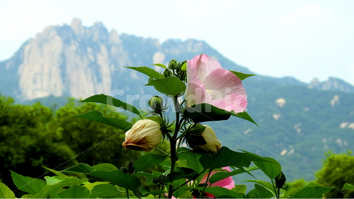 꽃,식물,산,풍경,자연,식물,자연,plants,nature,꽃,flower