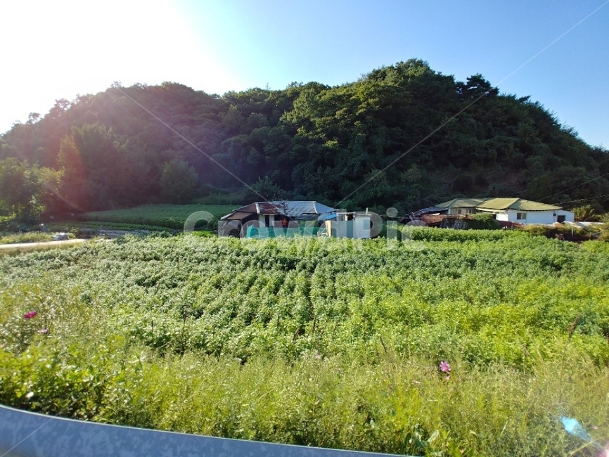 시골,풍경,여름,산,밭,contry,시골풍경,할머니,논밭,넓은,시골집,시골,마을,풍경,landscape,country,rural,town
