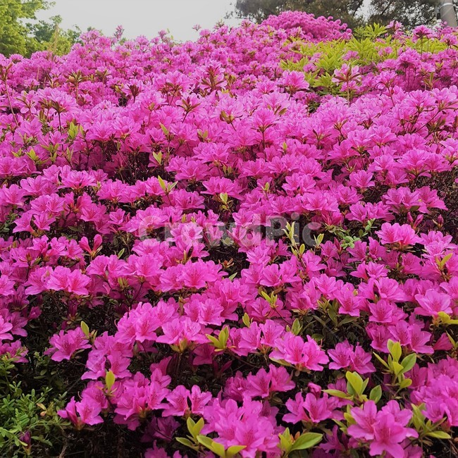 진달래,azalea,pink,flower,꽃,꽃밭,자연,조경,원예,분홍색,분홍