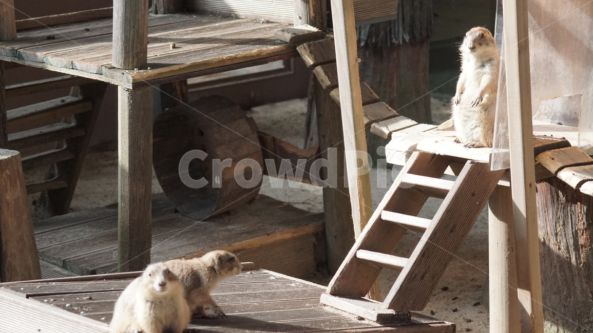 wood,나무,plywood,합판,프레리독,검은꼬리프레리독,동물원,프레리,동물,animal,포유류,mammal