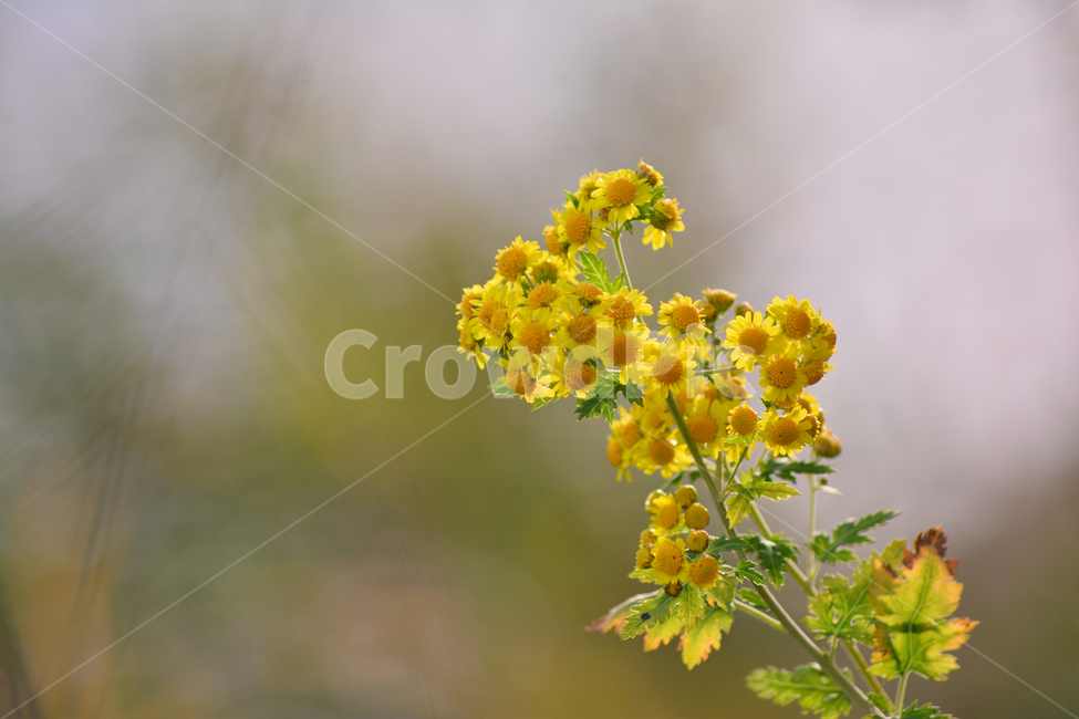 들국화,산국,국화과,노랑색꽃,가을꽃,배경,백그라운드,background,wildflowers,plant,식물,꽃,야외,옥외,들꽃,야생화,우리꽃,토종,향기,옐로우,식물,자연,plants,nature,꽃,flower