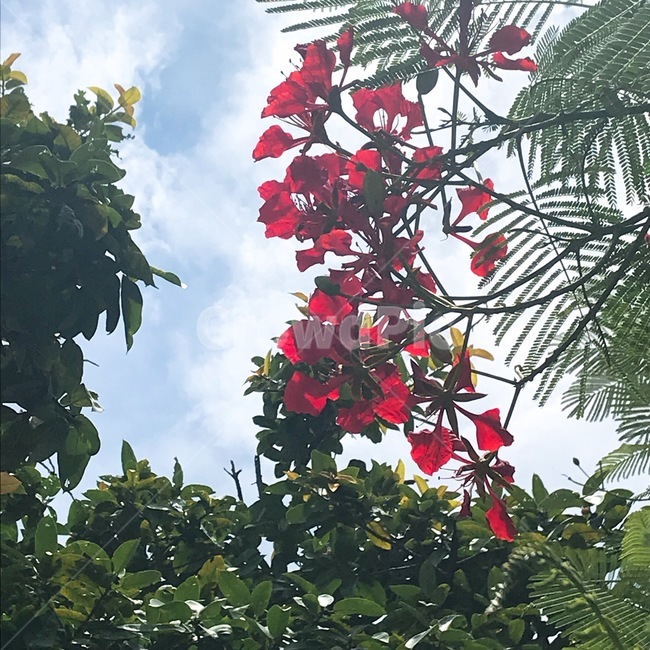 꽃,하늘,동남아,나무,맑음,감성,빈티지,구름,식물,자연,plants,nature,꽃,flower