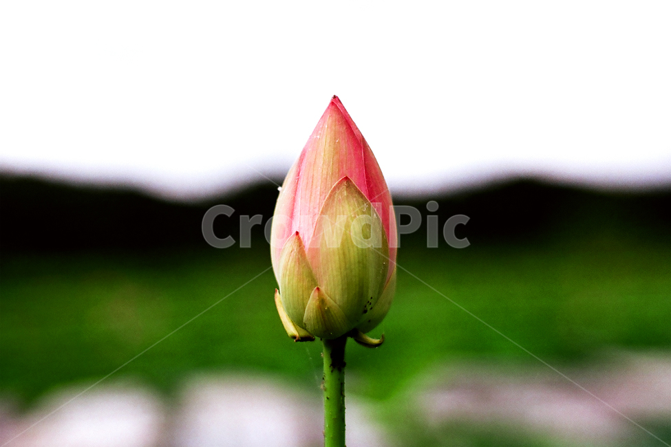 필름,필름사진,필름느낌,필름감성,연꽃,꽃봉오리,식물,분홍,꽃,sprout,bud,flower,plant,blossom,식물,자연,plants,nature,꽃,flower