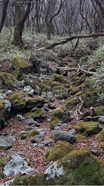 숲,나무,tree,자연,옥외,식물,plant