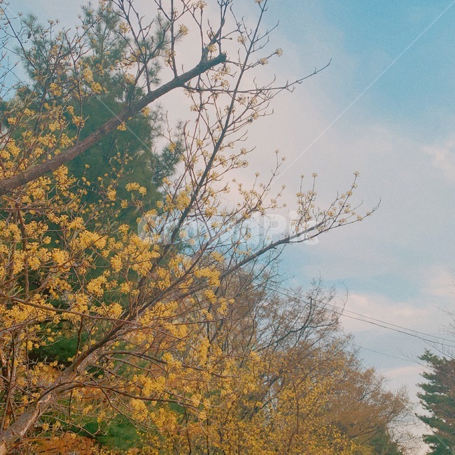 가을,계절,산수유,꽃,하늘,자연,풍경,nature,landscape,tree,나무,plant,식물