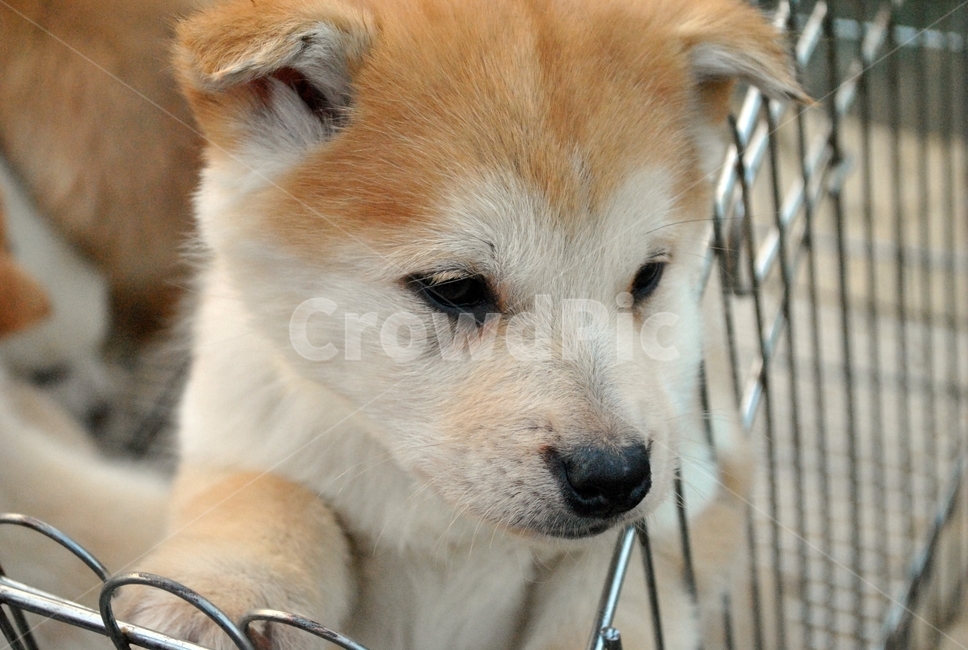 강아지,개,복슬복슬,귀여움,아기,dog,puppy,fluffy,cute,baby,동물,animal,포유류,mammal,개,강아지,dog,doggy