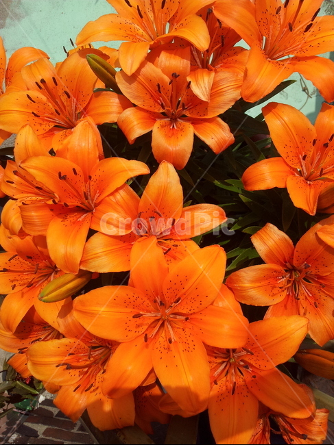 식물,백합,lily,flower,꽃,식물,자연,plants,nature,꽃,flower