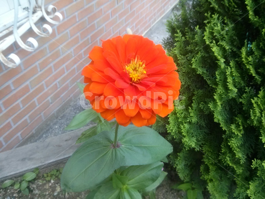꽃,flower,blossom,식물,plant,줄기,주황색,벽,화분걸이,나무,tree,달리아,백일홍,adahlia,rack,orangecolor,잎,leaf,stem,stalk
