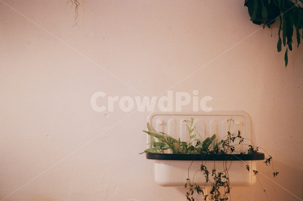 pottedplant,화분,vase,병장식,jar,항아리,plant,식물,pottery,카페,분위기