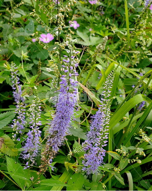 야생화,꽃,자연꽃,식물,가을꽃