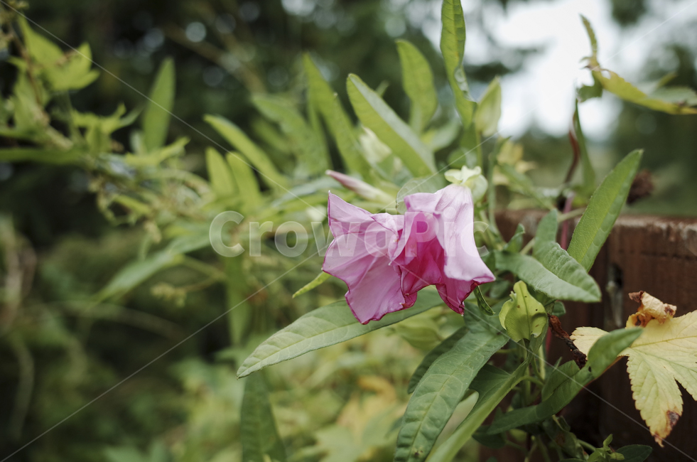 plant,식물,blossom,flower,꽃,flora,green,leaf,잎,초록,자주색,purple