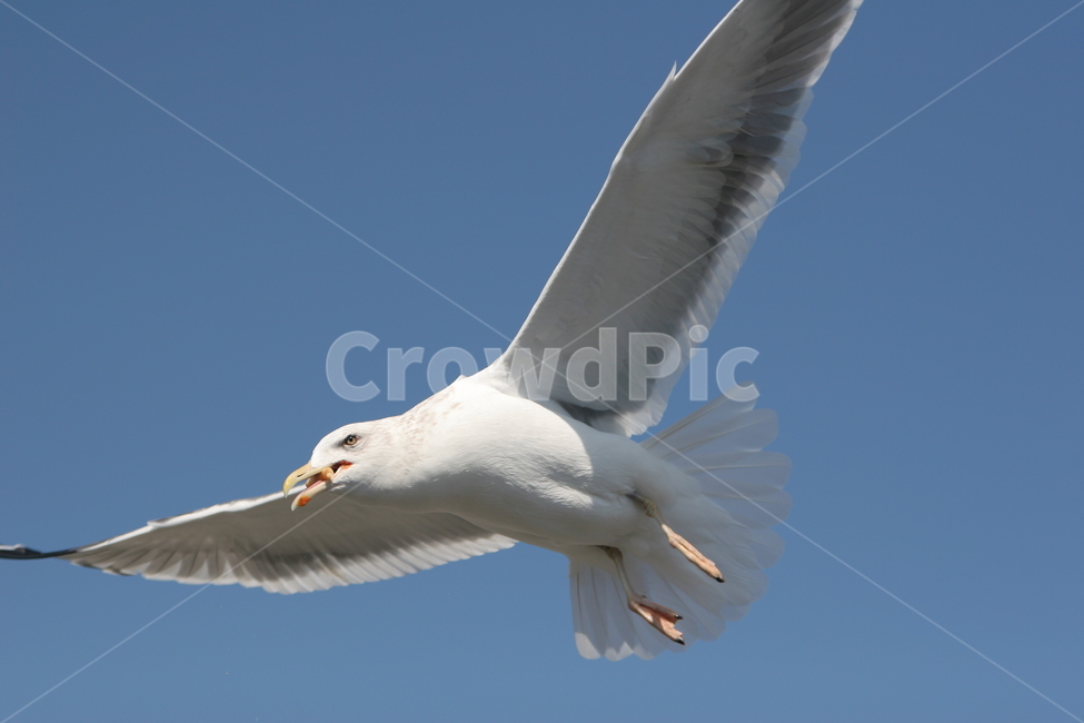 갈매기,바다,새우깡,조류,석모도,동물,animal,조류,새,birds