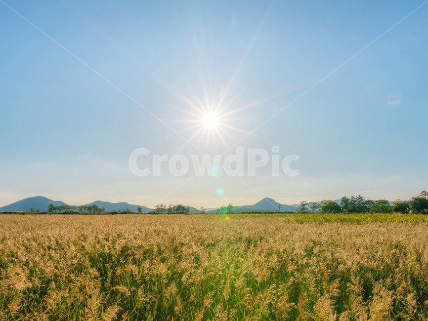 목초지,field,들,갈대,갈대밭,순천갈대밭,순천,가을