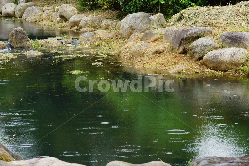 water,물,nature,자연,pond,못,빗물