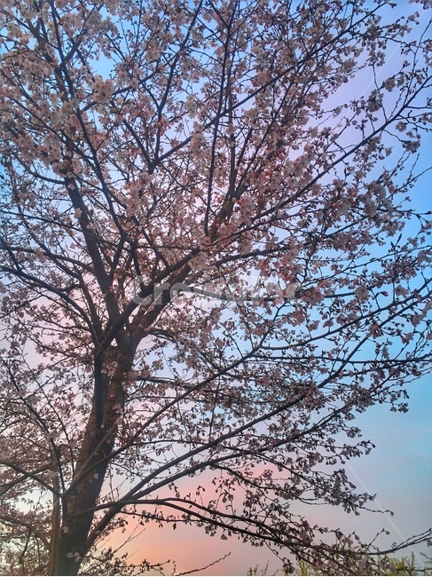 plant,식물,tree,나무,treetrunk,나무줄기,sunset,landscape,sky,cherryblossom,봄,계절,spring,season,tree trunk,나무 줄기