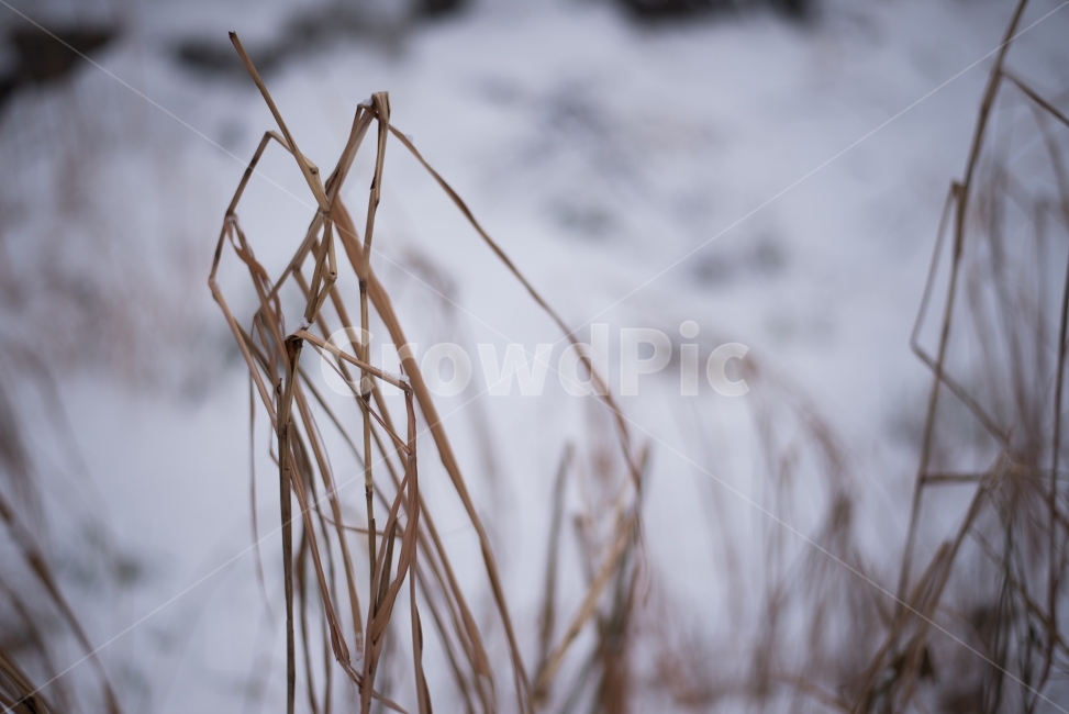 겨울,눈,갈대,식물,차가움,겨울,계절,winter,season,식물,자연,plants,nature
