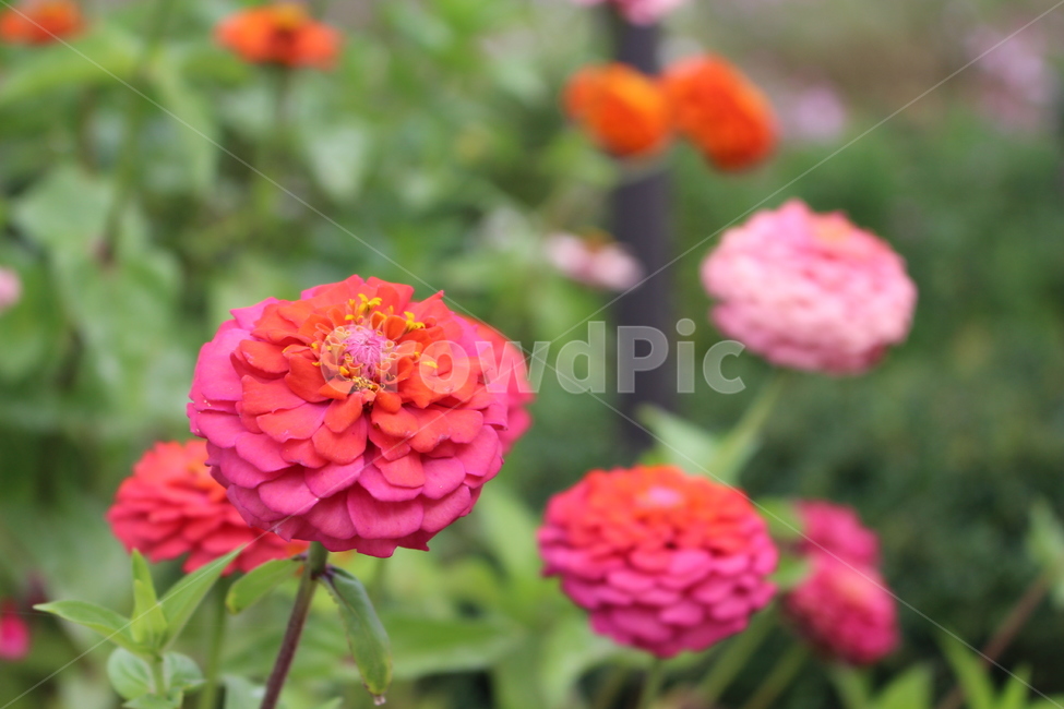 blossom,백일홍,백일초,flower,꽃,식물,자연,plants,nature,꽃,flower