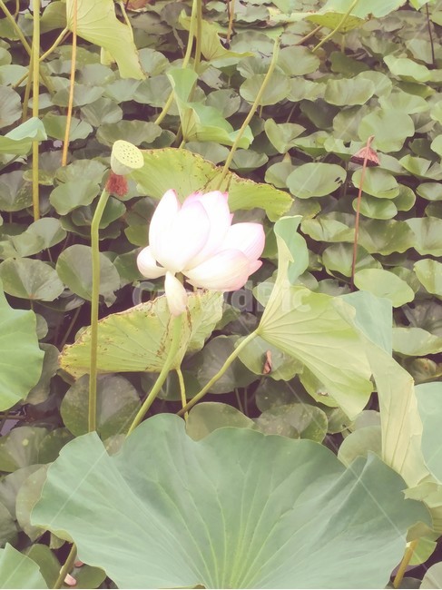 연꽃,연잎,초록,식물,연못,무안,식물,자연,plants,nature,꽃,flower